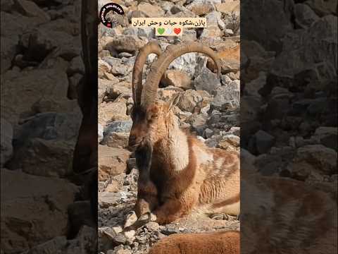 ک ل یا پاز ن به جنس نر بز کوهی گفته میشود سلطان صخره ها Shorts حیات وحش شکار