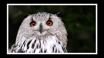 VSDC Tutorial: Snapshot Photo Freeze Frame Effect