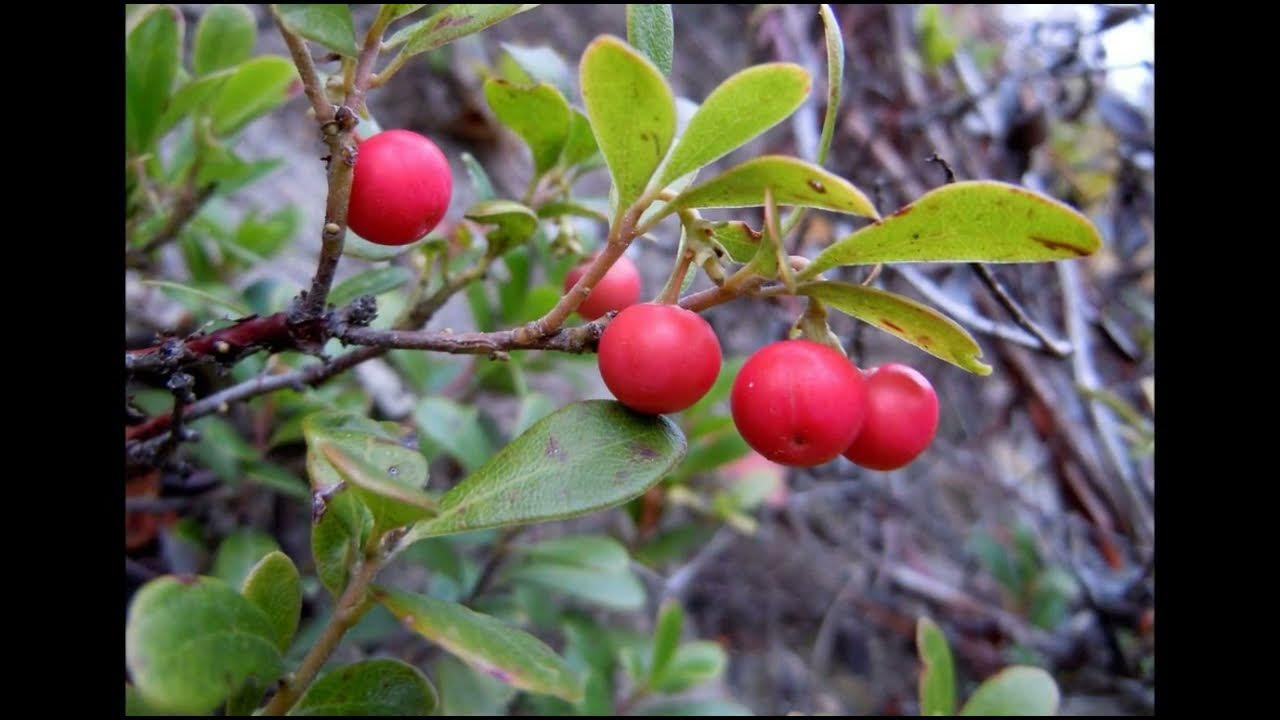 Полезные свойства толокнянки (медвежьи ушки). Где растет и как выглядит ...