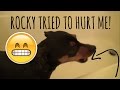 ROCKY HATES BATH TIME!  TRIED TO BITE ME