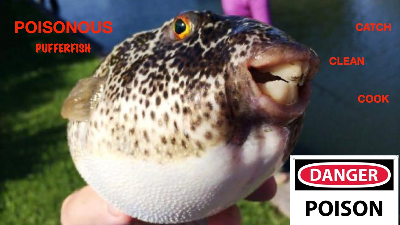 Poisonous Pufferfish {catch,Clean And Cook} *Toadie* YouTube