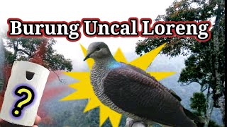 suara burung uncal loreng ((memanggil))