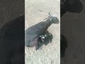 Black beauti #farmtime #goat #goat