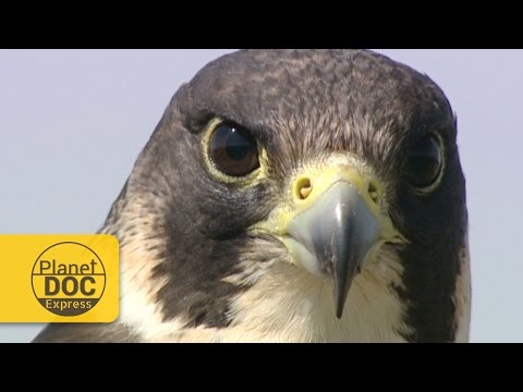 Video: Pájaro peregrino: descripción y foto