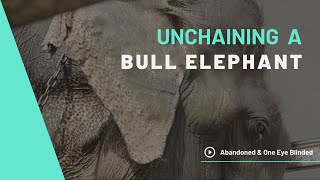 Unchaining An Abandoned Bull Elephant | Official Trailer | First Elephant Rescue In Thailand