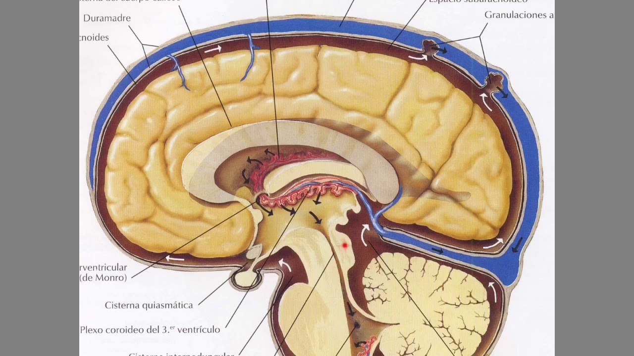 Punción lumbar por líquido en el cerebro