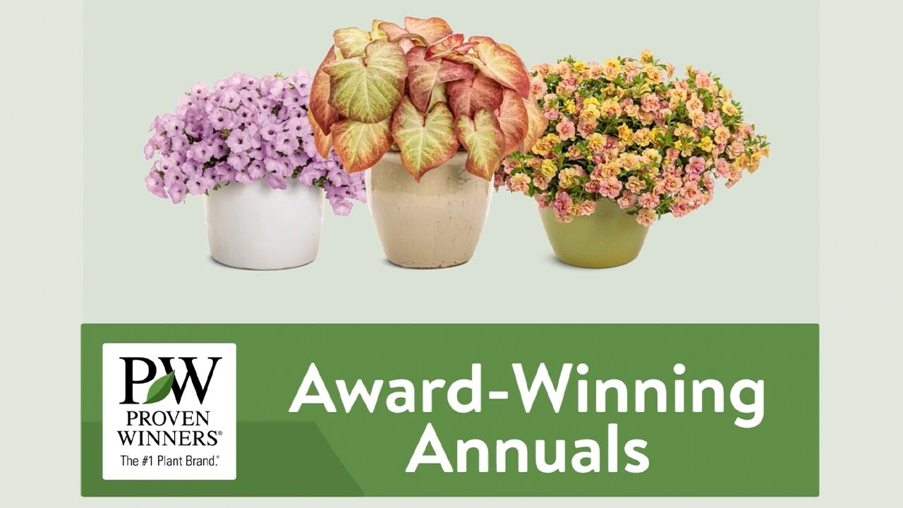 Award Winning Annuals Fit Every Garden