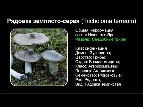 Рядовка землисто-серая (Tricholoma terreum)