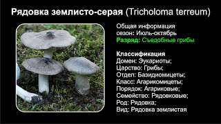 Рядовка землисто-серая (Tricholoma terreum)