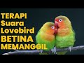 Suara Centil Lovebird Betina Menggoda Jantan