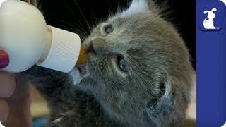 How to Bottle Feed Kittens