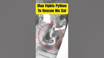 Man Bare-handedly Fights Python to Save His Cat 🐍😺 #cat #snake #cctv #animals