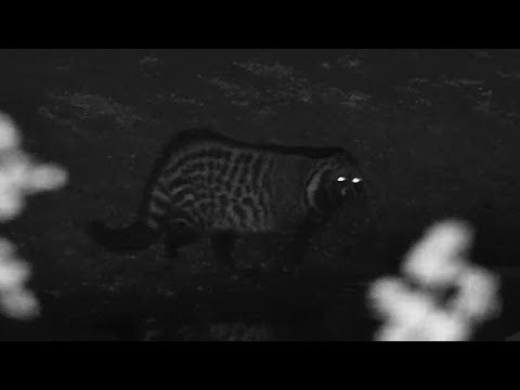 camera iphone 8 plus apk Djuma: Civet getting drink at the dam - 22:57 - 06/16/19