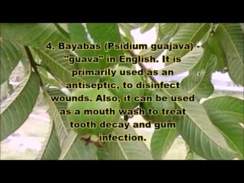 Ang Sampung Halamang Gamot na Aprubado ng DOH - YouTube