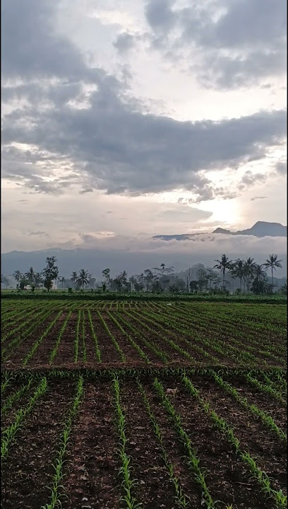 senja di sore hari #sawah #nature #potensidesaku #pemandanganbagus #youtubeshorts #shorts