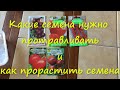 Как прорастить семена. Какие семена нужно протравливать.