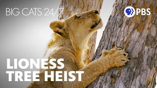 Tree-Climbing Lioness Steals Leopard’s Kill | Big Cats 24/7