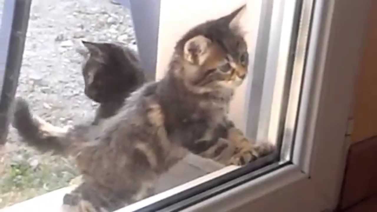 Chat Qui Gratte La Vitre Pour Rentrer Youtube