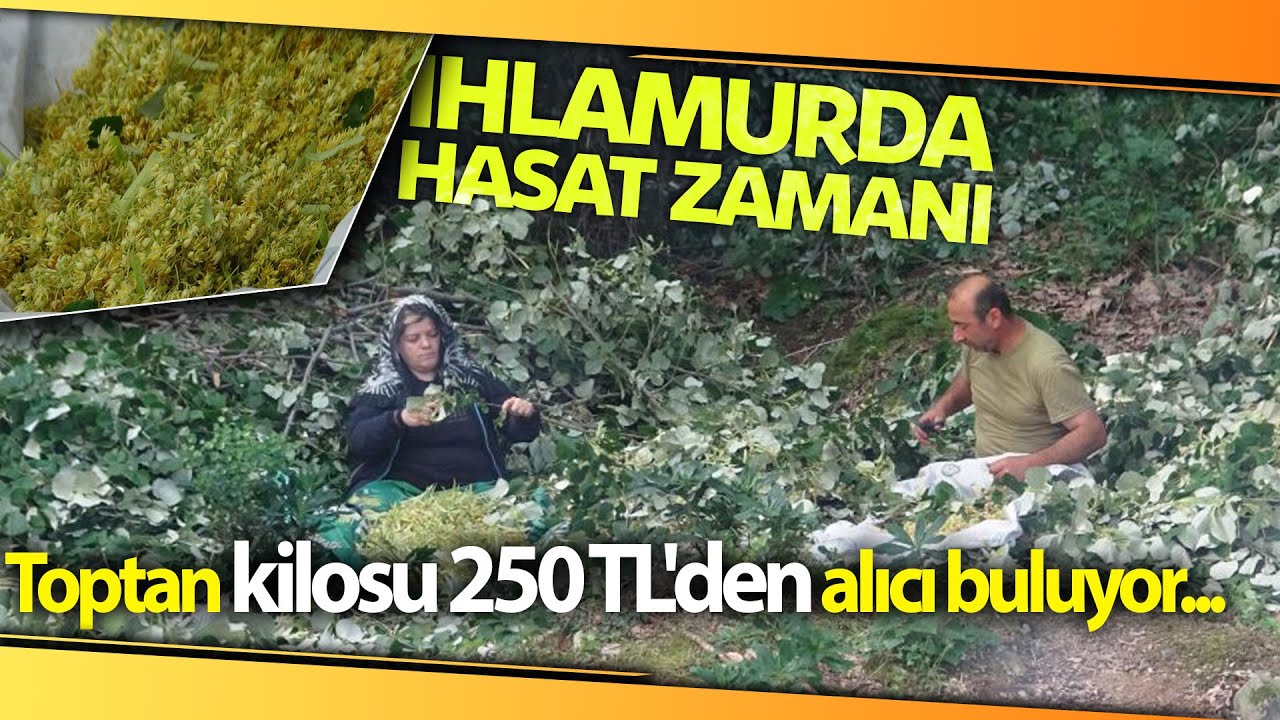 Türkiye’nin En Büyük Ihlamur Ormanlarında Hasat Başladı