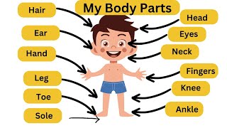Parts of Body | Human Body Parts Name | Name of Body Parts in English with Pictures | #bodyparts