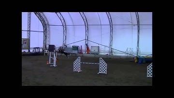 Dog Agility Running Dogwalk Contact  www.agilityrunningcontacts.com Tunnel/Dogwalk discrimination