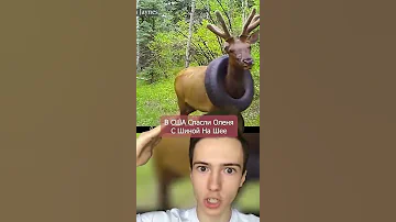 Олень с шиной на шее #Shorts