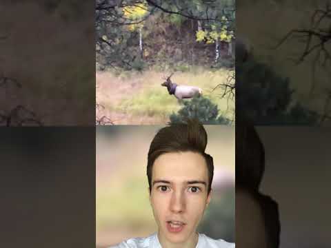 Видео: Почему при выстреле в шею падает олень?