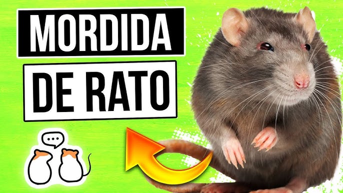 ACHEI UM RATO GIGANTESCO NO ESGOTO! - The ratman vhs 