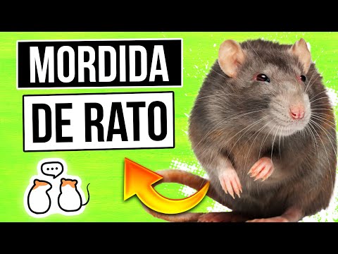 O que fazer se você for mordido por um rato? [Sobrevivência]