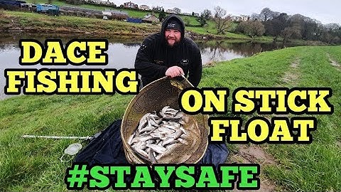 RIVER RIBBLE - BIG DACE ON STICK FLOAT