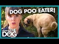 How to Stop Dogs from Eating Poop | It's Me or the Dog