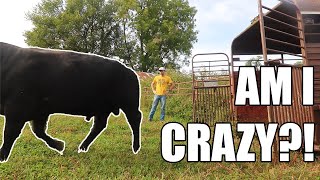 I BOUGHT A NEW  BULL!!  (RARE BREED)