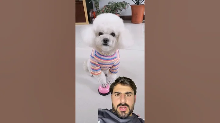 Puppy 🐶 #funny #cute #pets #cutedog #gadgests #funny #ytshorts