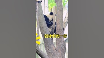 Panda understands Sichuan dialect series Two dogs- Hey! (#shorts)