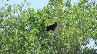 Redding Eagles~Hope has Fledged