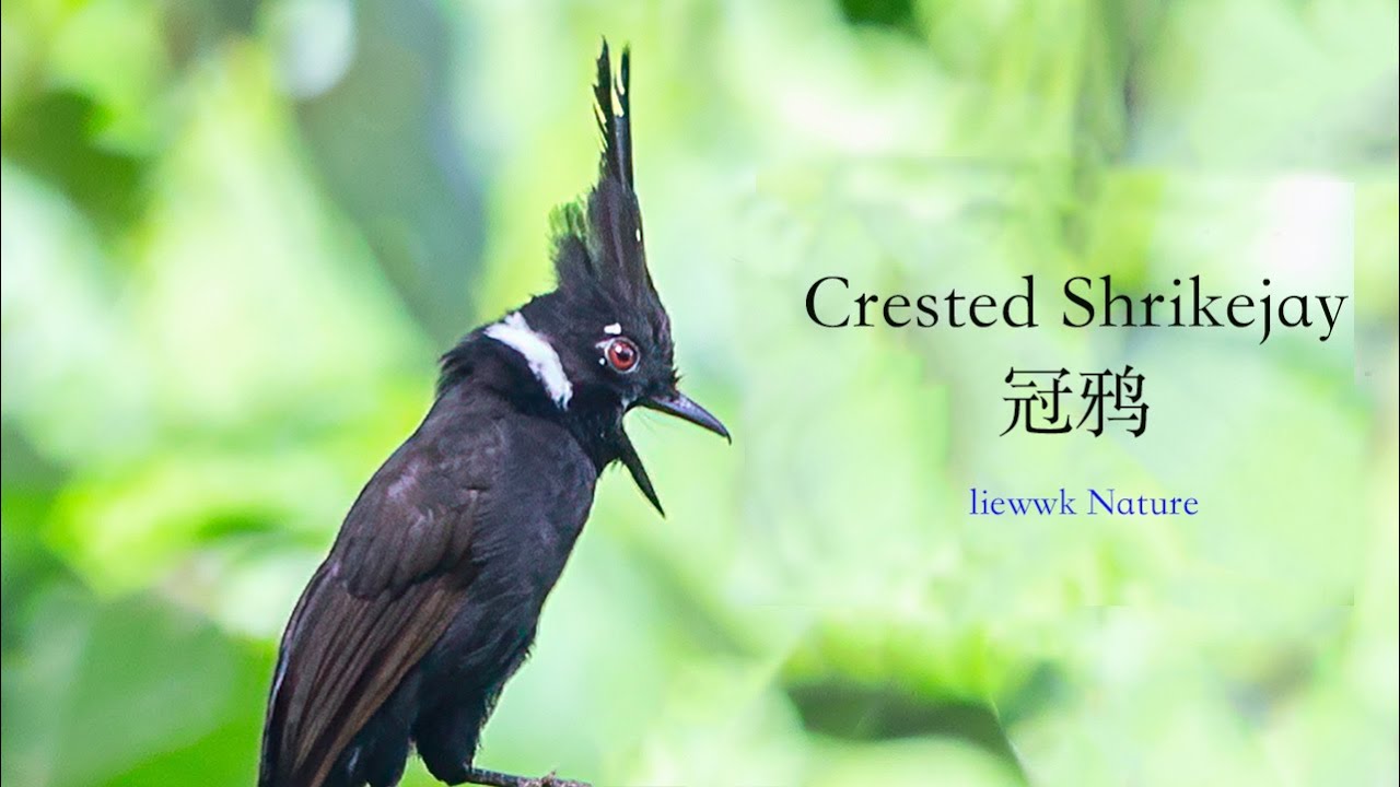 active .. beautiful black crested bird ... Crested Jay , 冠鸦 - YouTube