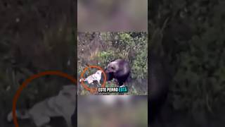 Este perro sorprendió a todos al ganarse el respeto de los osos. #perro #oso