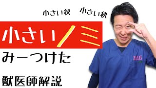 【獣医師解説】ノミ駆除ノミ退治！ノミを発見したときに考える３つの事。