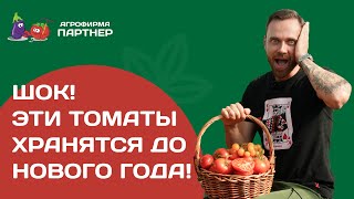 Такое бывает! Эти томаты вкусные и хранятся до Нового года!