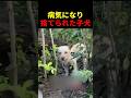 病気になり捨てられた子犬 #動物 #ペット #かわいい #癒し #animals #犬
