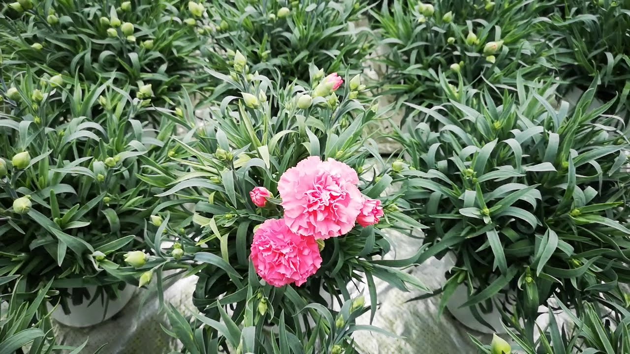 カーネーションの花の咲き方 Youtube