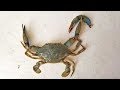 Catch and Cook Crabs & Clams - Best Family Fishing Charter