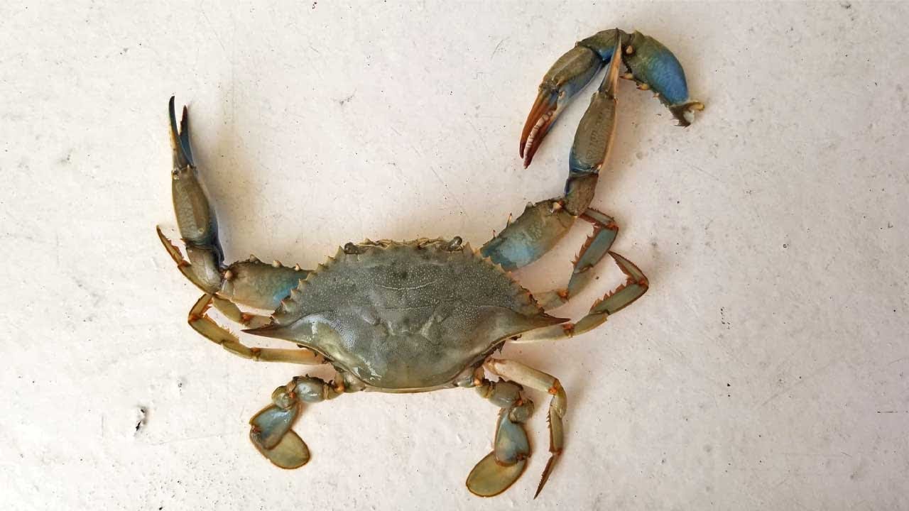 ⁣Catch and Cook Crabs & Clams - Best Family Fishing Charter