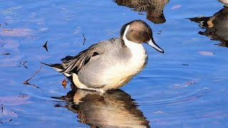Northern Pintail Preening Natural Sounds