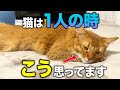【完全版】愛猫がひとりでいる時の気持ちや意外な本音8選