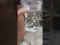 #guppy #fish #guppyfish #life #aquariumfish #reels #yt #gappy #goldfish #shorts #youtuber #like.