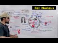 Cell nucleus structure and functions of nucleus detailed series