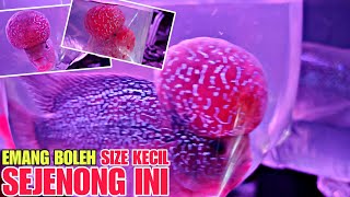 EMANG BOLEH SIZE KECIL SEJENONG INI !!! UPDATE HARGA IKAN LOUHAN DI JATINEGARA TERBARU by OmBen 512 6,653 views 3 weeks ago 14 minutes, 24 seconds