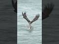 Osprey surfaces with huge fish but loses it at the last moment.