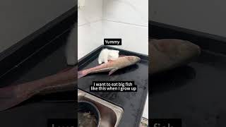 Anak Kucing Lucu Ingin Makan Ikan Besar anakkucinglucu kitten kucinglucu cat funnycats